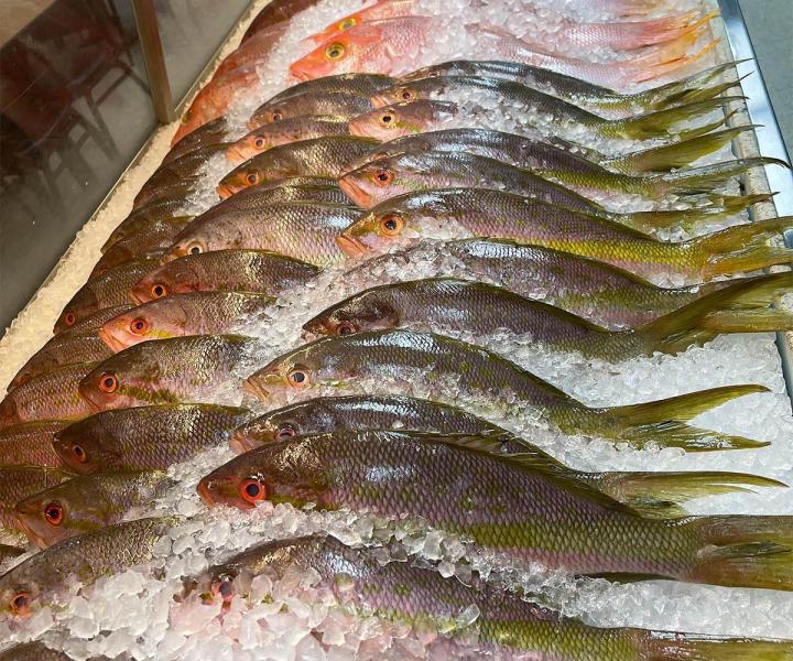 Fresh From the Sea: Dive into Our Daily Catch!